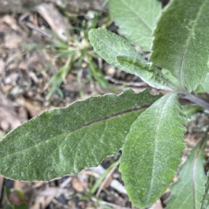 Senecio gunnii at Mount Clear, ACT - 19 Nov 2022