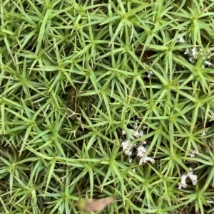 Polytrichaceae sp. (family) at Mount Clear, ACT - 19 Nov 2022