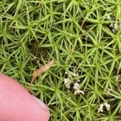 Polytrichaceae sp. (family) at Mount Clear, ACT - 19 Nov 2022