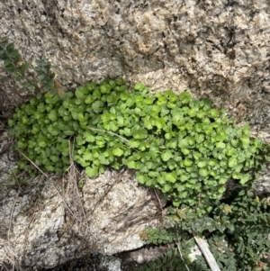 Hydrocotyle sp. at Mount Clear, ACT - 19 Nov 2022 12:04 PM