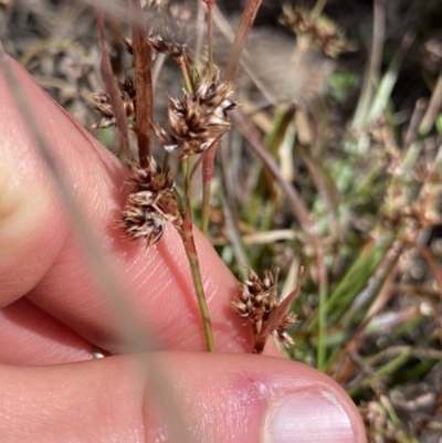 Luzula novae-cambriae (Rock Woodrush) at Scabby Range Nature Reserve - 19 Nov 2022 by Ned_Johnston