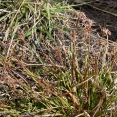 Luzula novae-cambriae at Yaouk, NSW - 19 Nov 2022