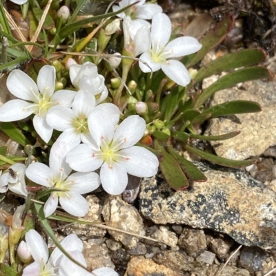 Montia australasica (White Purslane) at Scabby Range Nature Reserve - 19 Nov 2022 by Ned_Johnston