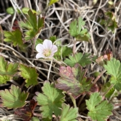 Geranium potentilloides var. abditum at Mount Clear, ACT - 19 Nov 2022 by Ned_Johnston