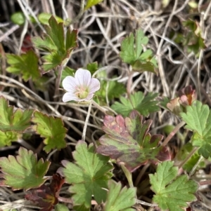 Geranium potentilloides var. abditum at Mount Clear, ACT - 19 Nov 2022