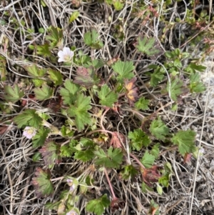 Geranium potentilloides var. abditum at Mount Clear, ACT - 19 Nov 2022 01:33 PM