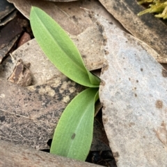 Chiloglottis sp. (A Bird/Wasp Orchid) at Scabby Range Nature Reserve - 19 Nov 2022 by Ned_Johnston