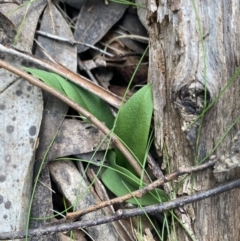 Chiloglottis sp. at Yaouk, NSW - 19 Nov 2022