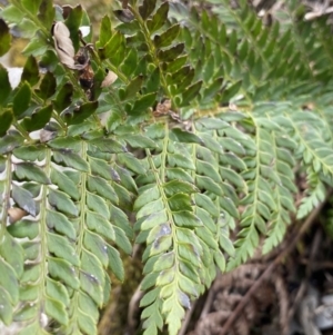 Polystichum proliferum at Mount Clear, ACT - 19 Nov 2022