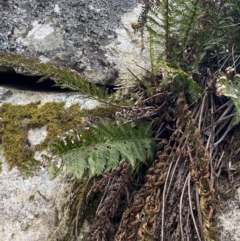 Polystichum proliferum at Mount Clear, ACT - 19 Nov 2022 02:23 PM