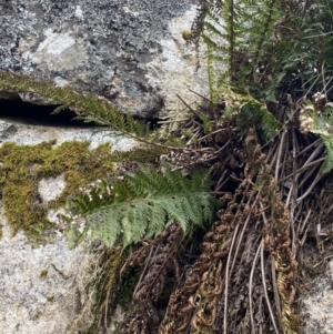 Polystichum proliferum at Mount Clear, ACT - 19 Nov 2022