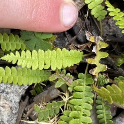 Blechnum penna-marina (Alpine Water Fern) at Scabby Range Nature Reserve - 19 Nov 2022 by Ned_Johnston