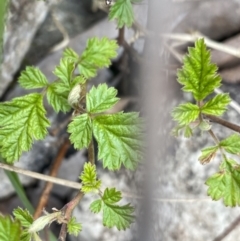 Rubus parvifolius (Native Raspberry) at Scabby Range Nature Reserve - 19 Nov 2022 by Ned_Johnston