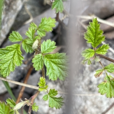 Rubus parvifolius (Native Raspberry) at Yaouk, NSW - 19 Nov 2022 by NedJohnston