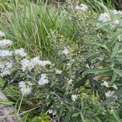 Olearia lirata (Snowy Daisybush) at Scabby Range Nature Reserve - 19 Nov 2022 by Ned_Johnston