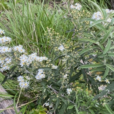 Olearia lirata (Snowy Daisybush) at Scabby Range Nature Reserve - 19 Nov 2022 by Ned_Johnston