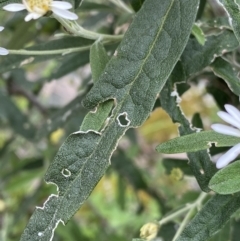 Olearia lirata at Yaouk, NSW - 19 Nov 2022