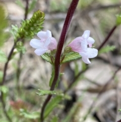 Euphrasia collina subsp. paludosa at Scabby Range Nature Reserve - 19 Nov 2022 by Ned_Johnston