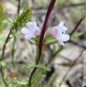 Euphrasia collina subsp. paludosa at Yaouk, NSW - 19 Nov 2022