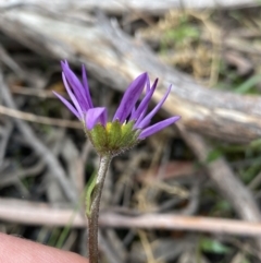 Calotis scabiosifolia var. integrifolia (Rough Burr-daisy) at Scabby Range Nature Reserve - 19 Nov 2022 by Ned_Johnston