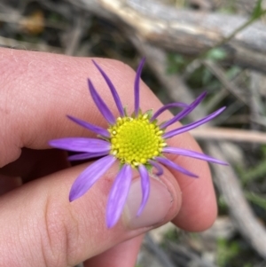 Calotis scabiosifolia var. integrifolia at Yaouk, NSW - 19 Nov 2022