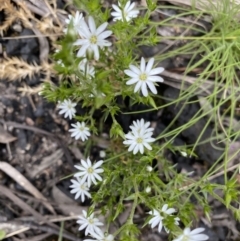 Stellaria pungens (Prickly Starwort) at Yaouk, NSW - 19 Nov 2022 by Ned_Johnston