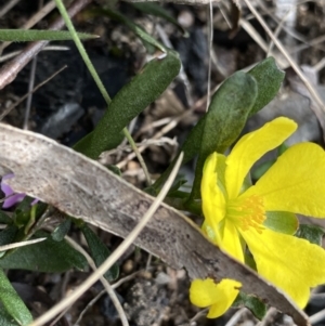 Hibbertia obtusifolia at Yaouk, NSW - 19 Nov 2022 04:02 PM