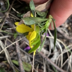 Hibbertia obtusifolia at Yaouk, NSW - 19 Nov 2022 04:02 PM