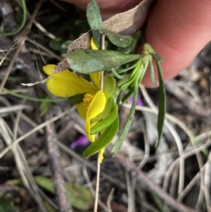 Hibbertia obtusifolia at Yaouk, NSW - 19 Nov 2022