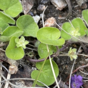 Dichondra repens at Yaouk, NSW - 19 Nov 2022 04:04 PM