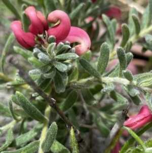 Grevillea lanigera at Yaouk, NSW - 19 Nov 2022 04:06 PM