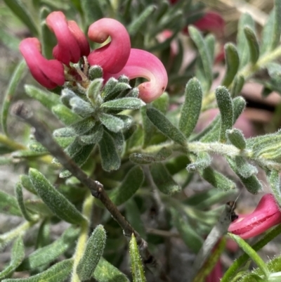 Grevillea lanigera (Woolly Grevillea) at Yaouk, NSW - 19 Nov 2022 by NedJohnston