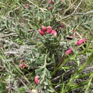 Grevillea lanigera at Yaouk, NSW - 19 Nov 2022 04:06 PM