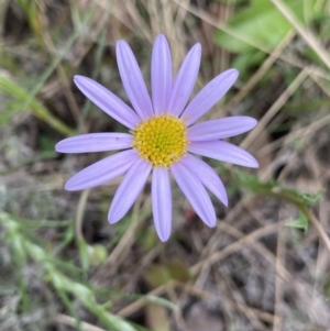 Calotis scabiosifolia var. integrifolia at Yaouk, NSW - 19 Nov 2022