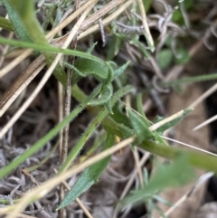 Calotis scabiosifolia var. integrifolia at Yaouk, NSW - 19 Nov 2022