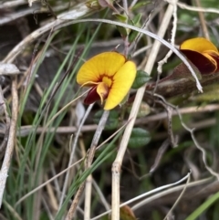 Bossiaea buxifolia (Matted Bossiaea) at Yaouk, NSW - 19 Nov 2022 by Ned_Johnston