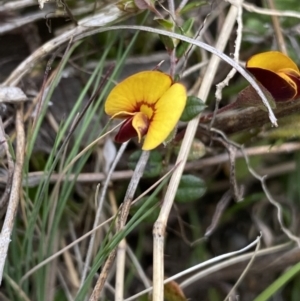 Bossiaea buxifolia at Yaouk, NSW - 19 Nov 2022 04:14 PM