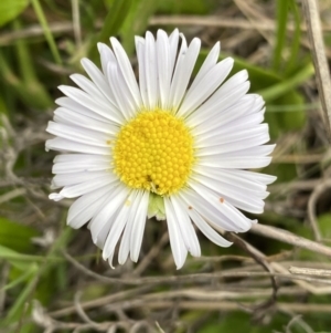 Brachyscome decipiens at Yaouk, NSW - 19 Nov 2022