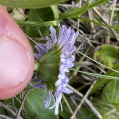 Brachyscome decipiens at Yaouk, NSW - 19 Nov 2022