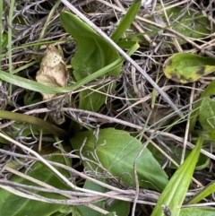 Brachyscome decipiens at Yaouk, NSW - 19 Nov 2022