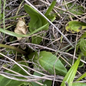 Brachyscome decipiens at Yaouk, NSW - 19 Nov 2022