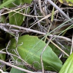 Brachyscome decipiens at Yaouk, NSW - 19 Nov 2022