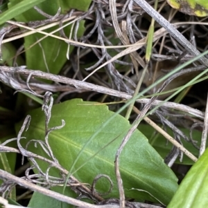 Brachyscome decipiens at Yaouk, NSW - 19 Nov 2022