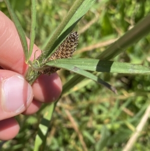 Trifolium angustifolium at Dickson, ACT - 18 Nov 2022