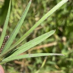 Trifolium angustifolium at Dickson, ACT - 18 Nov 2022