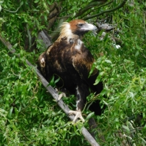 Aquila audax at Jerrabomberra, ACT - suppressed