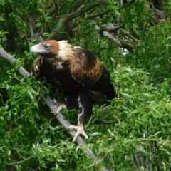 Aquila audax at Jerrabomberra, ACT - 14 Dec 2022