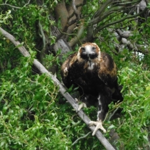 Aquila audax at Jerrabomberra, ACT - suppressed