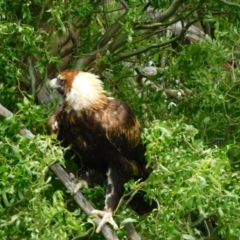 Aquila audax at Jerrabomberra, ACT - 14 Dec 2022