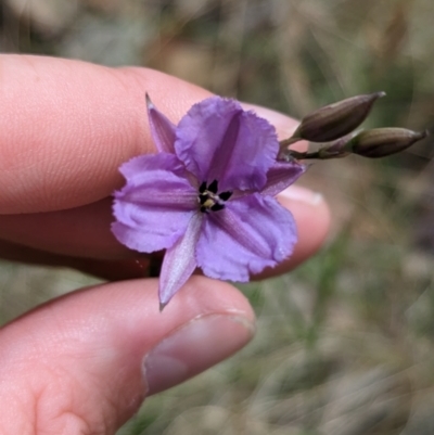 Arthropodium fimbriatum (Nodding Chocolate Lily) at Burrumbuttock, NSW - 14 Dec 2022 by Darcy